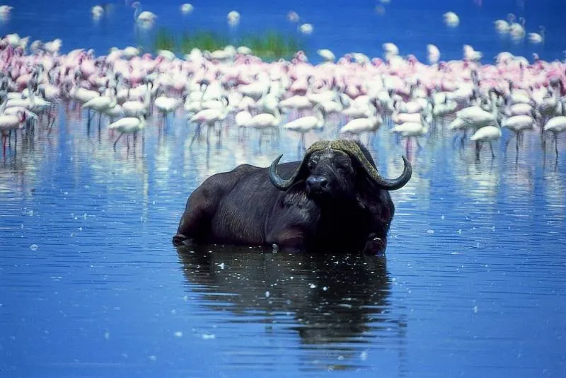 2-Day Safari to Lake Nakuru, Lake Naivasha & Hell's Gate