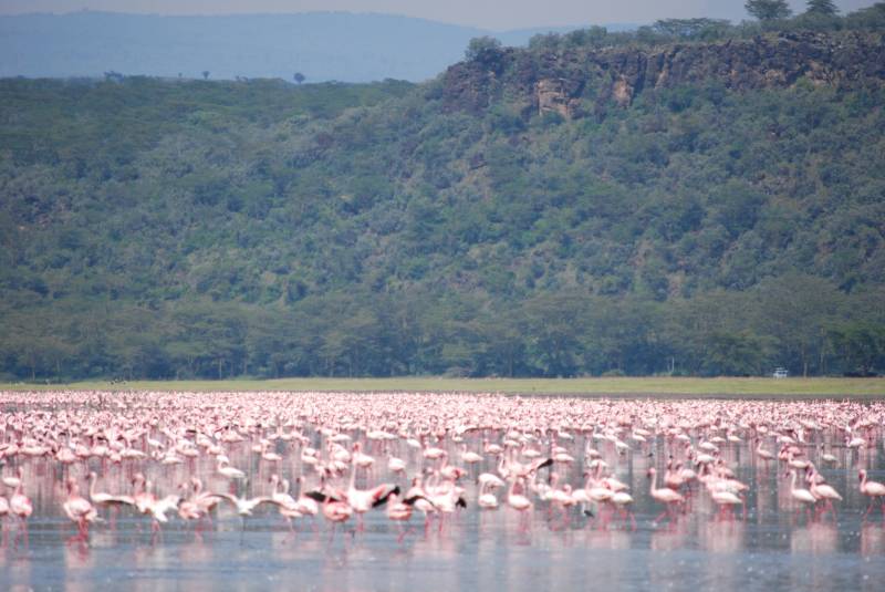 2-Day Safari to Lake Nakuru, Lake Naivasha & Hell's Gate