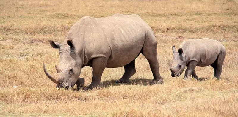 2-Day Safari to Lake Nakuru, Lake Naivasha & Hell's Gate