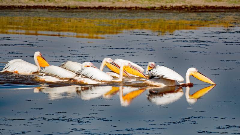 2-Day Safari to Lake Nakuru, Lake Naivasha & Hell's Gate