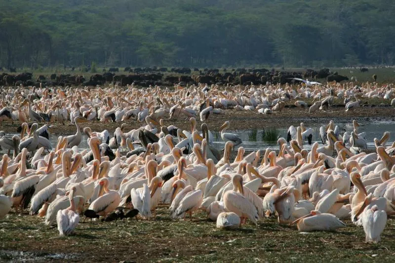 2-Day Safari to Lake Nakuru, Lake Naivasha & Hell's Gate