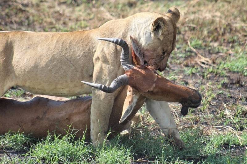 2-Day Magnificient Kilimanjaro Safari