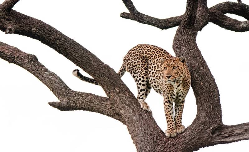 2-Day Magnificient Kilimanjaro Safari