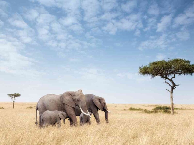 10-Day East Africa Safari Adventure Tour Image