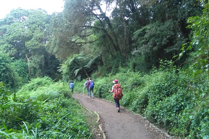 1 Day Tanzania - Forest Hike Tour