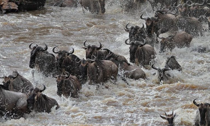 Crossing Maasai Mara And Serengeti 8N - 9D Tour
