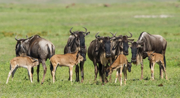5 night 6 Days Ndutu Migration Safari