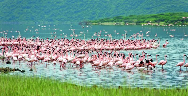4N Kenya - Nairobi - Lake Nakuru National Park Heaven Of Flamingo Image