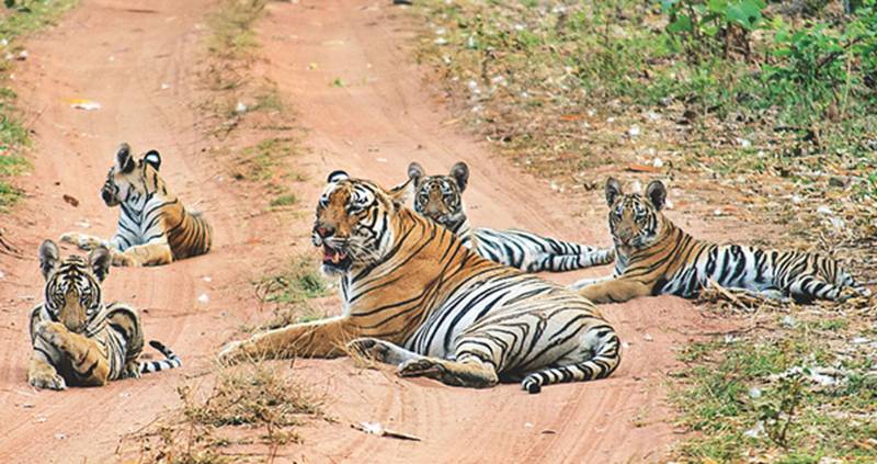 5 Nights - 6 Days Central India Wildlife Tour Image