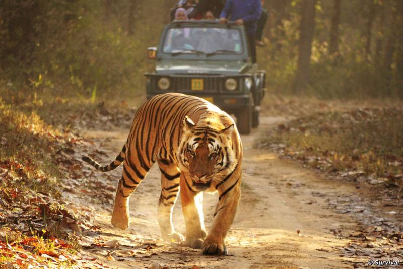 4 Days Corbett Nainital Tour Package