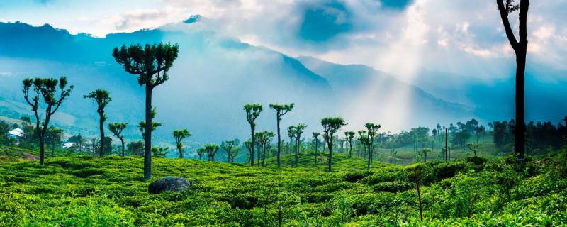 5N Sri Lanka - Kandy - Colombo And Bentota Tour Image