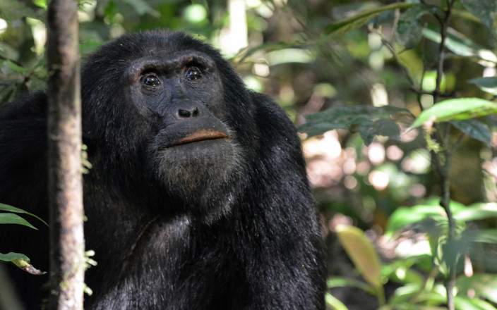 Chimpanzee Tracking In Kibale National Park
