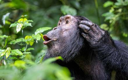 Chimpanzee Tracking in Kibale National Park