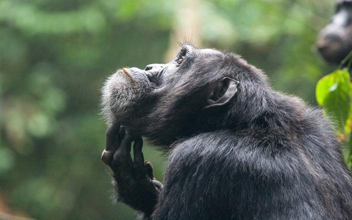 Chimpanzee Tracking in Kibale National Park
