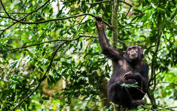 Chimpanzee Tracking in Kibale National Park
