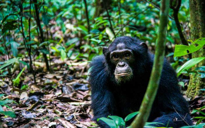 Chimpanzee Tracking in Kibale National Park