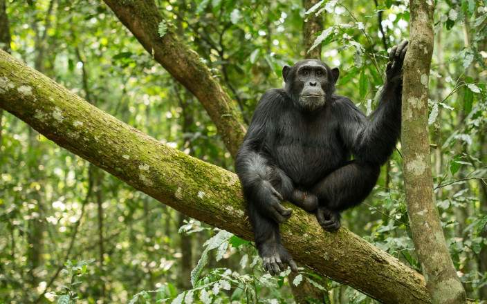 Chimpanzee Tracking in Kibale National Park