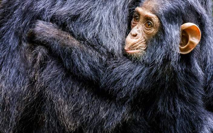 Chimpanzee Tracking in Kibale National Park