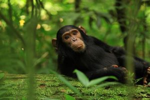 11 Day Uganda Primates - Big Five And Night Game Drive Safari Tour Image