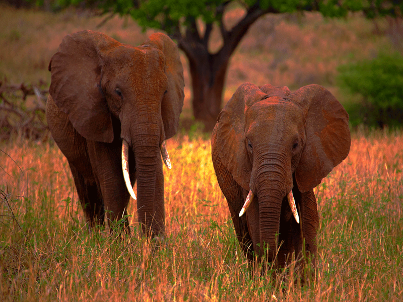 5 Days Mid-Range Tanzania Safari Tour Image