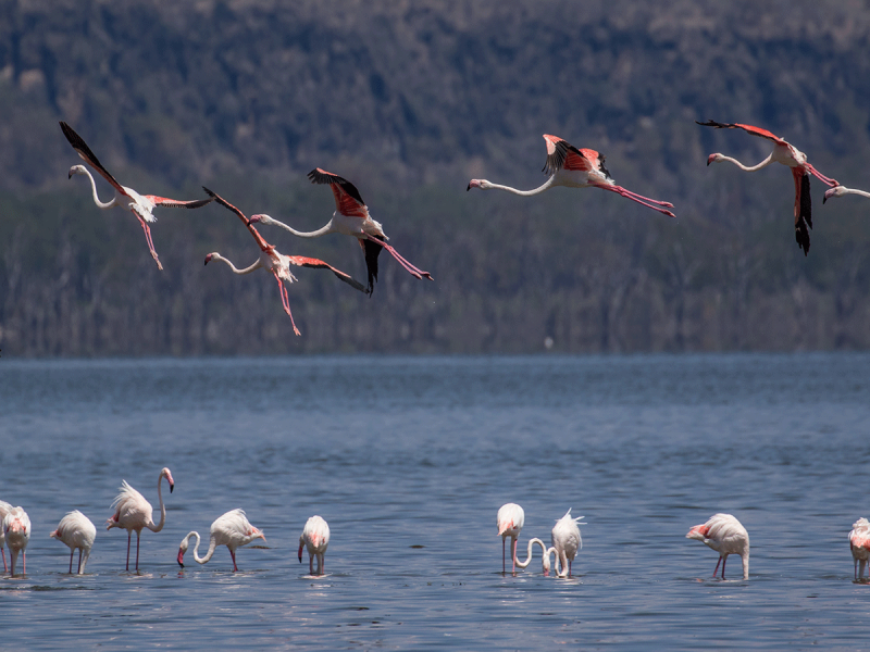 5 Days Kenya Safari Tour Image