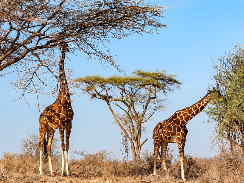 7 Day Tour Of Kenyan Parks Image