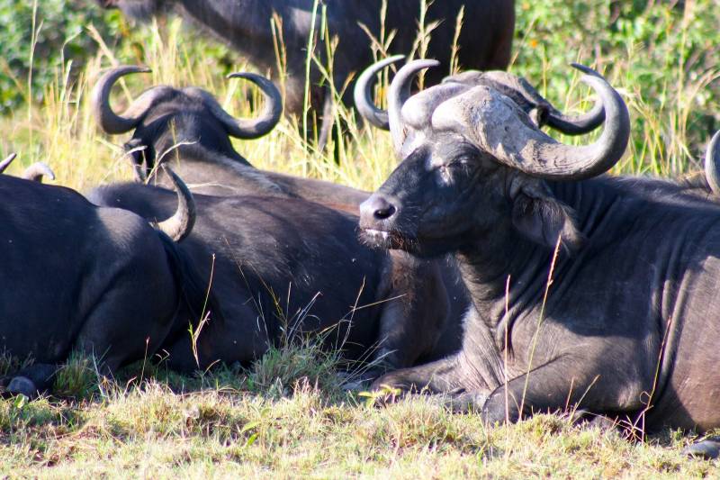 3 Day Masai Mara Safari - Joining Group Tour Image