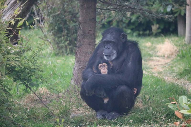 4 Day Chimpanzee Tracking And Birding Tour In Burundi Image