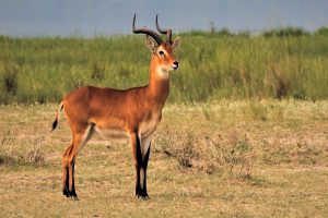 6-Day Budget Friendly African Gorilla Safari Tour Image