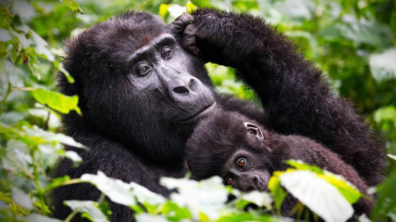 3 Day Gorilla Trekking and Batwa Trails in Bwindi
