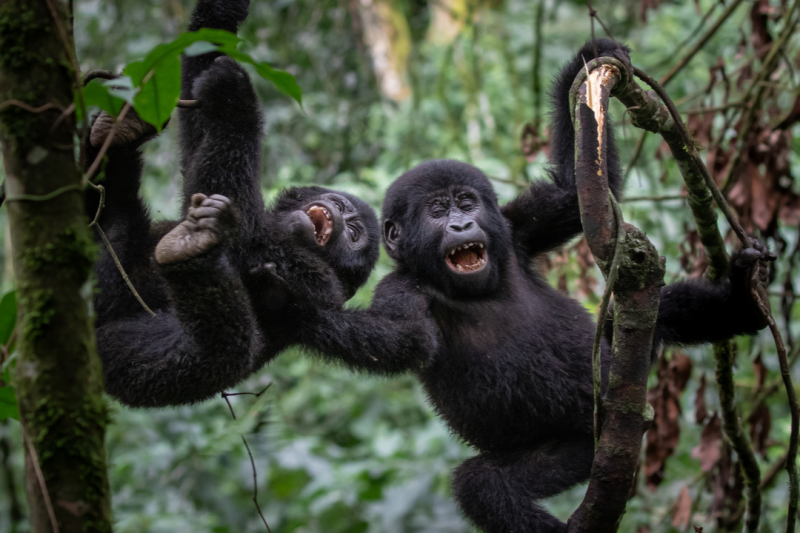 3 Day Gorilla Trekking And Batwa Trails In Bwindi