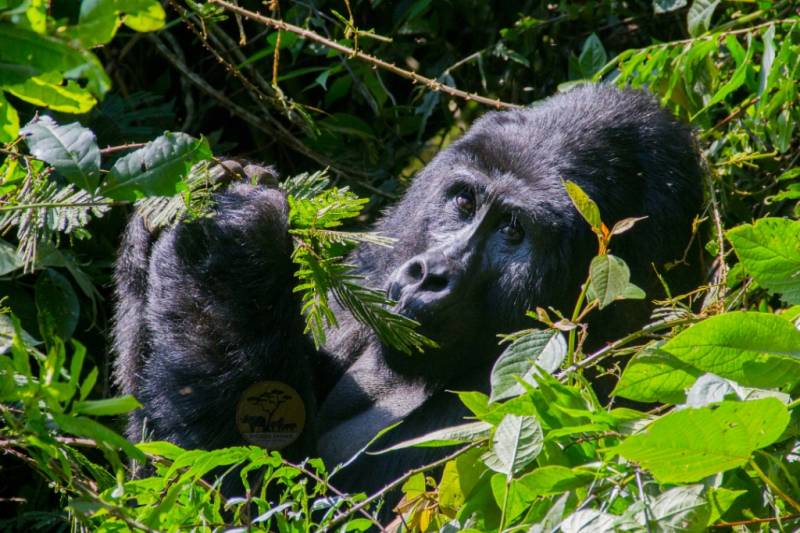 3 Day Gorilla Trekking and Batwa Trails in Bwindi