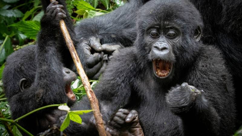 3 Day Gorilla Trekking and Batwa Trails in Bwindi