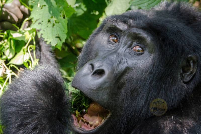 3 Day Gorilla Trekking and Batwa Trails in Bwindi
