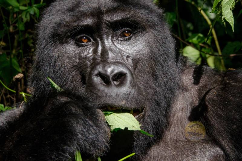 3 Day Gorilla Trekking and Batwa Trails in Bwindi