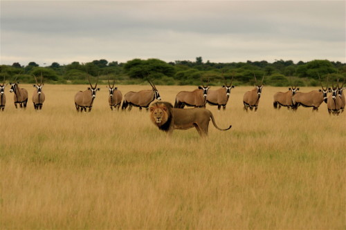 7 Days Botswana Safari Tour