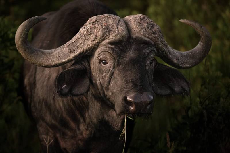 10 DAYS WILDEBEEST MIGRATION CROSSING MARA RIVER.