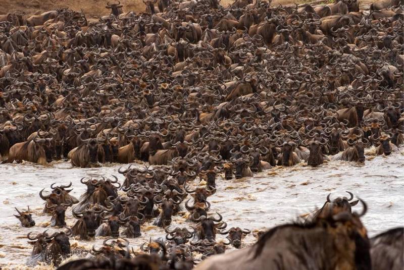 10 DAYS WILDEBEEST MIGRATION CROSSING MARA RIVER.