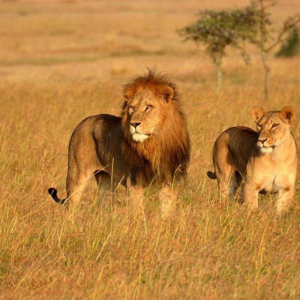 10 DAYS WILDEBEEST MIGRATION CROSSING MARA RIVER.