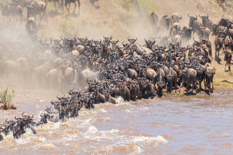 10 DAYS WILDEBEEST MIGRATION CROSSING MARA RIVER.