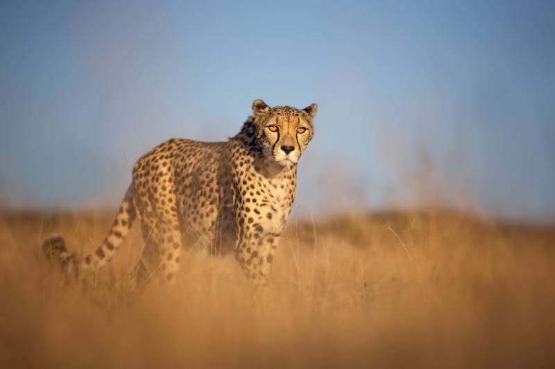 10 DAYS WILDEBEEST MIGRATION CROSSING MARA RIVER.