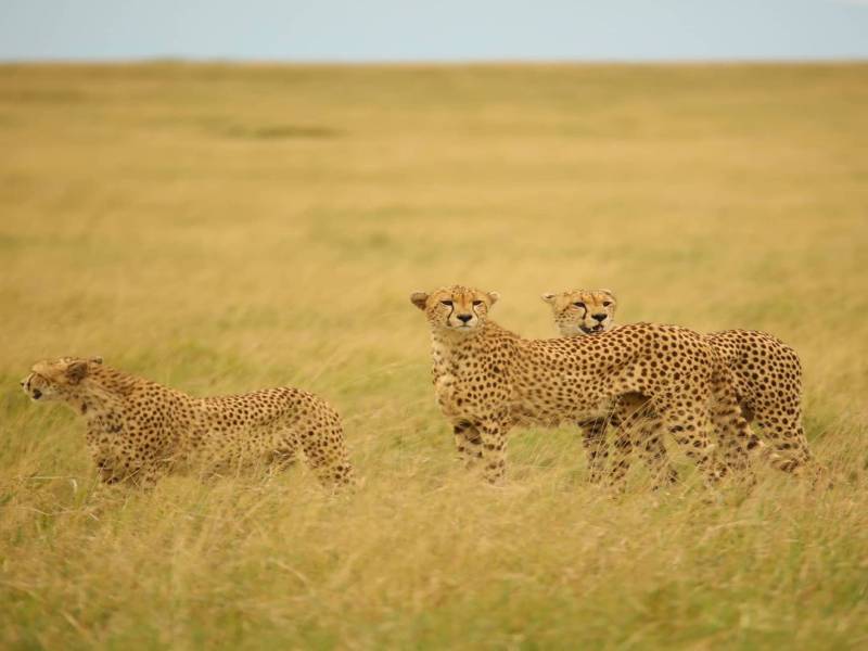 10 DAYS WILDEBEEST MIGRATION CROSSING MARA RIVER.