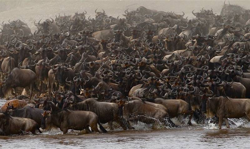 10 DAYS WILDEBEEST MIGRATION CROSSING MARA RIVER.