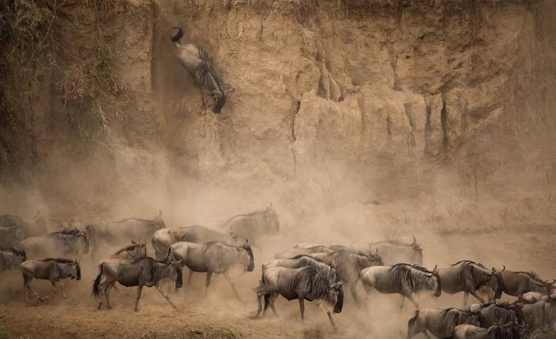 10 DAYS WILDEBEEST MIGRATION CROSSING MARA RIVER.