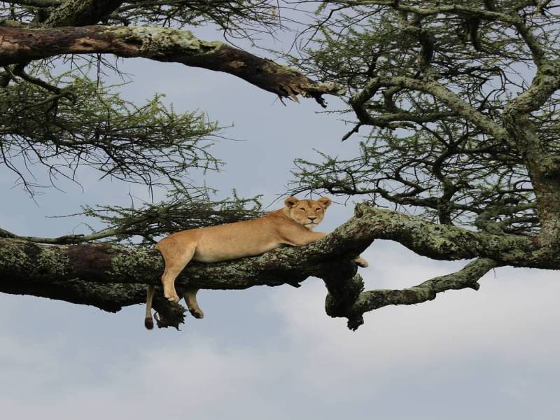 10 DAYS WILDEBEEST MIGRATION CROSSING MARA RIVER.