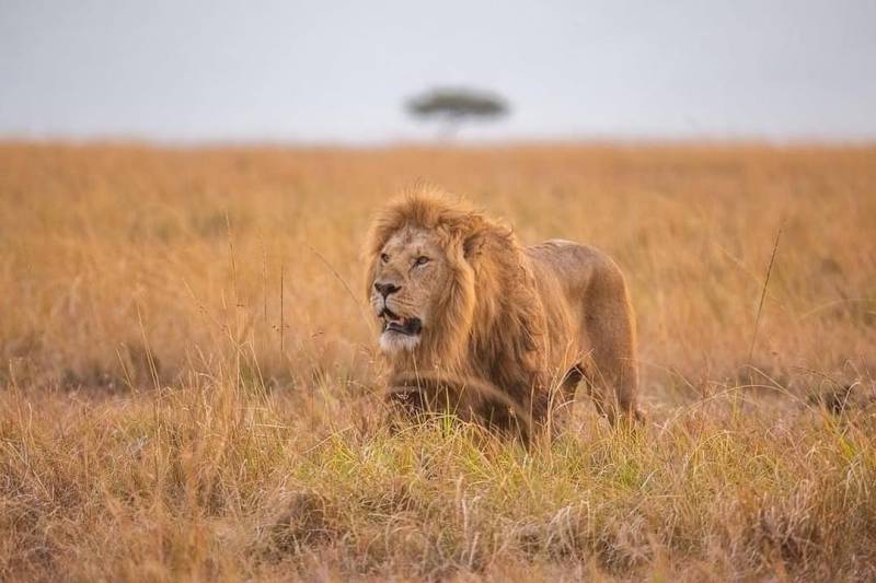 10 DAYS WILDEBEEST MIGRATION CROSSING MARA RIVER.