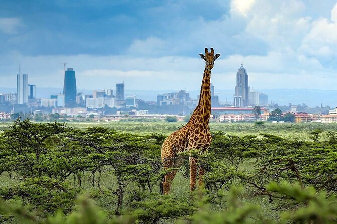 7 Nights - 8 Days Nairobi Tour Package Image