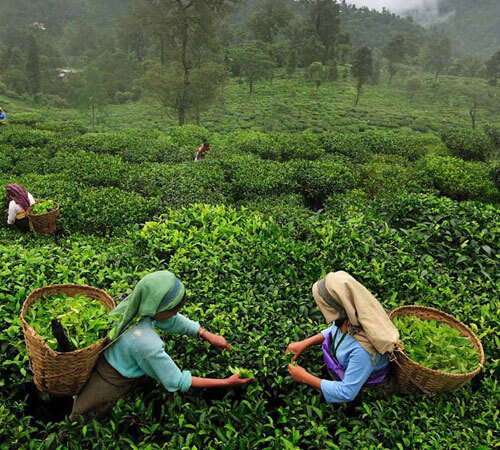 7N - 8D Sweet Eastern Himalaya Tour Package Image