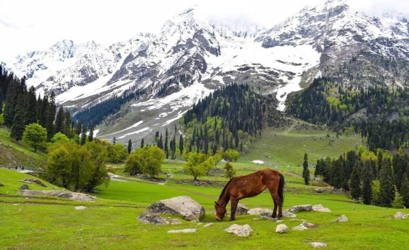 5N - 6D Kashmir Magic Tour Package Image