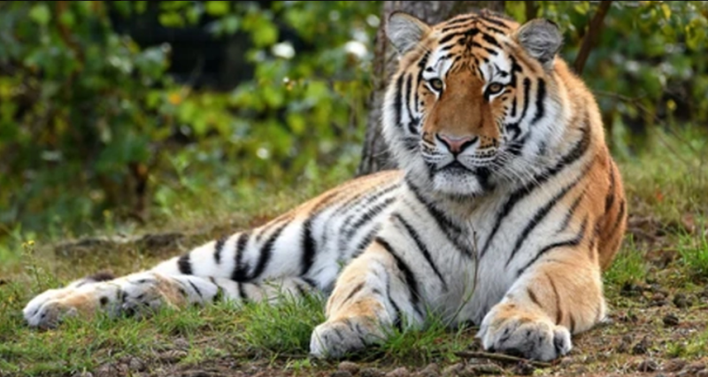 Sundarban 3 Days - 2 Nights Tour Package Image